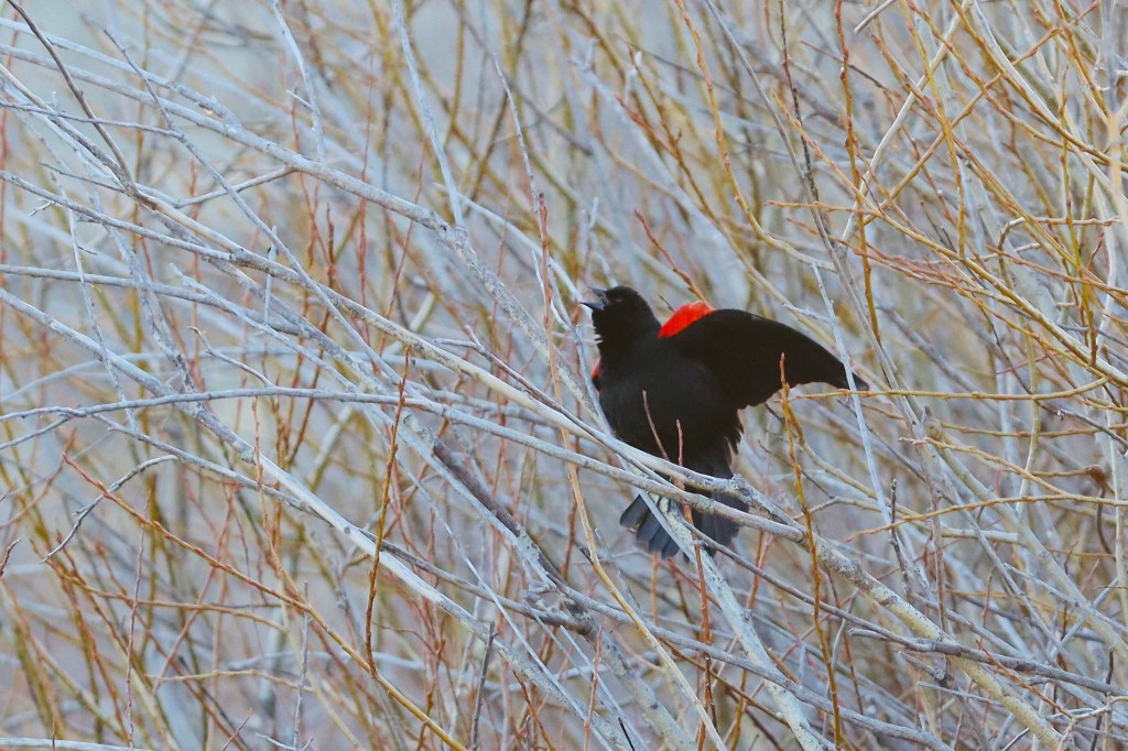 Snowy Start to Spring – Colorado Springs Open Space – March 18-22,&nbsp;2025