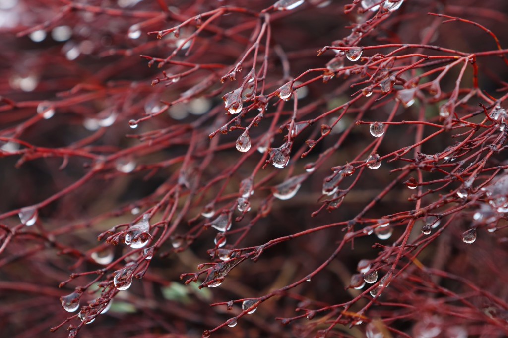 Fallen Nest, Raindrops, Signs of Spring – Colorado Springs Open Space – March 24 -30,&nbsp;2025