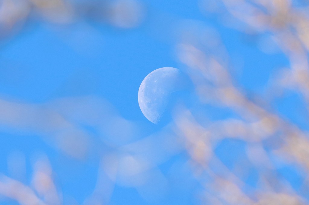 Embracing Spring Chill: The Return of Sand Lilies – April 20,&nbsp;2025