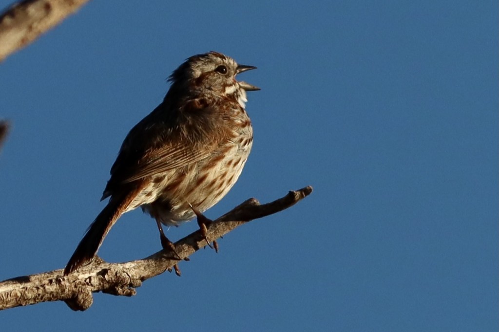 Morning Walks: Birdsong and Wildflowers – April 21-27,&nbsp;2025