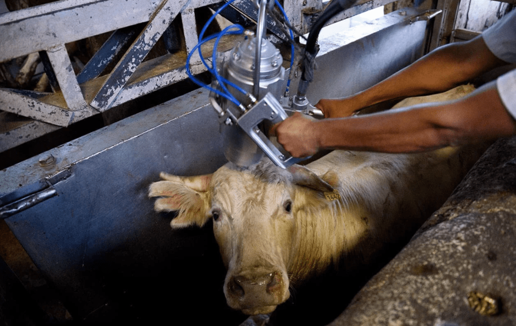 Viewing the Truth: Poetic Reflection Against Meat&nbsp;Consumption